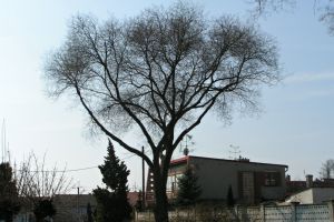 Rez Stromu S Plosinou 01